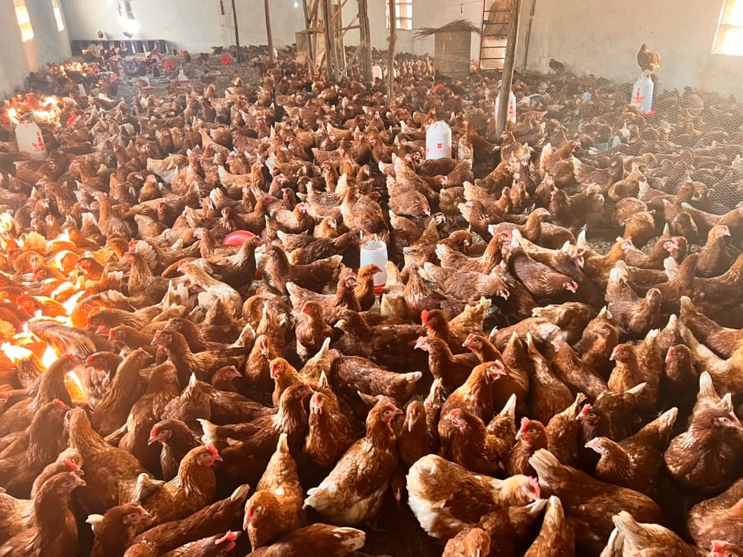 Poultry Farm Optimization Setup